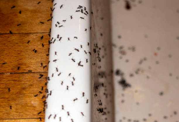 Best Exterminator Services  in Winterville, GA