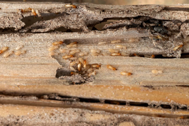 Best Cockroach Control Services  in Winterville, GA